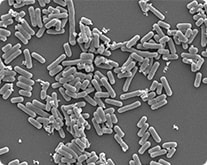 关于Lactobacillus plantarum  OLL2712（以下简称