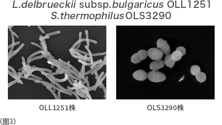 L.delbrueckii subsp. bulgaricus OLL1251 S.thermophilus OLS3290 (图3)
